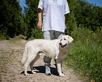 Собаки в Москве: Белый, метис лабрадора в приюте Девочка, Бесплатно - фото 6
