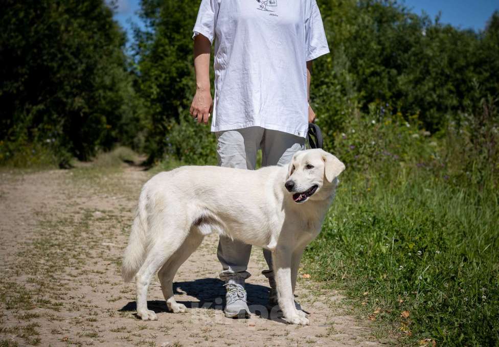 Собаки в Москве: Белый, метис лабрадора в приюте Девочка, Бесплатно - фото 6