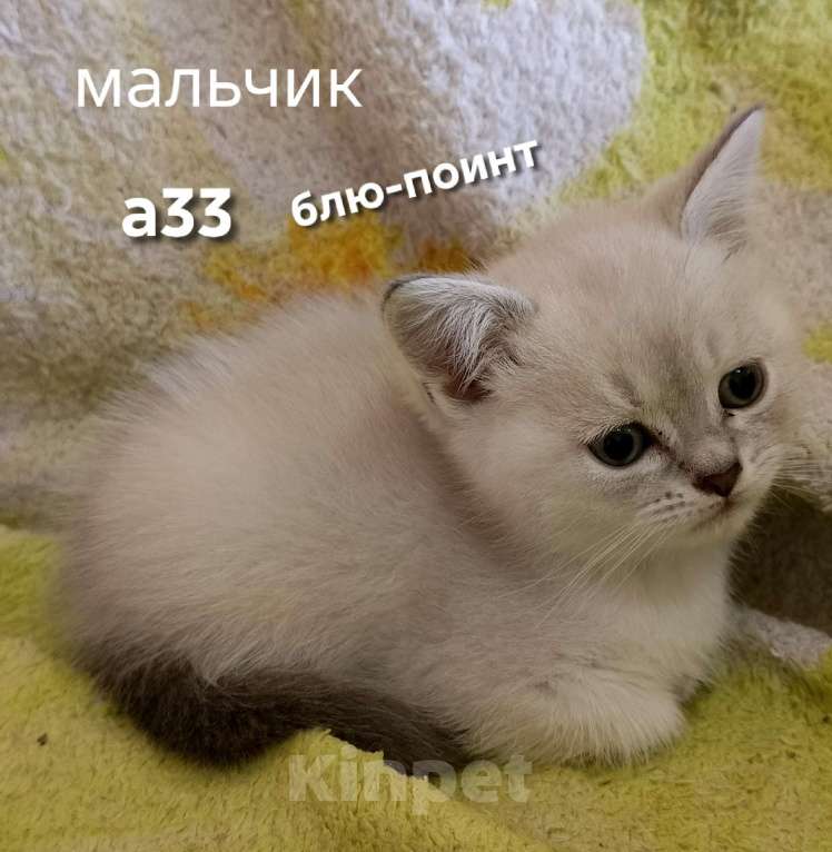 Кошки в Краснодаре: Шотландский прямоухий котёнок Мальчик, 12 000 руб. - фото 3