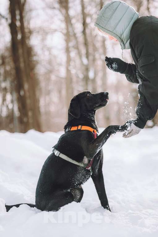Собаки в Москве: Собака бесплатно в Москве Девочка, Бесплатно - фото 4
