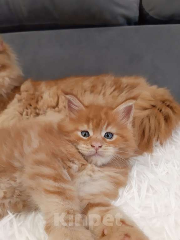 Кошки в Кемерово: Мейн кун котята Девочка, 35 000 руб. - фото 5