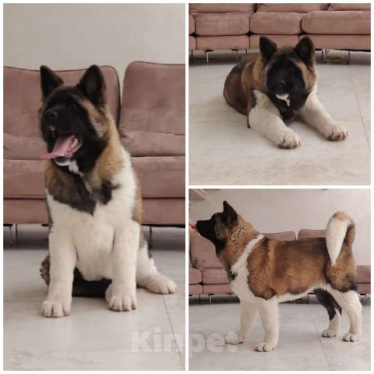 Собаки в Серпухове: Американская акита щенок  Девочка, 85 000 руб. - фото 1