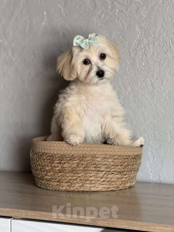 Собаки в Новосибирске: Щенок мальтипу девочка, доставка Девочка, 70 000 руб. - фото 2