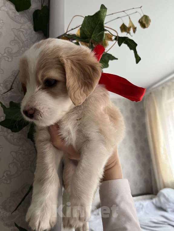 Собаки в Краснодаре: Малыш эстонской гончей  Девочка, 3 000 руб. - фото 2