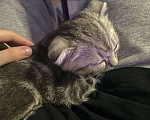 Кошки в Тюмени: коты Мальчик, Бесплатно - фото 1