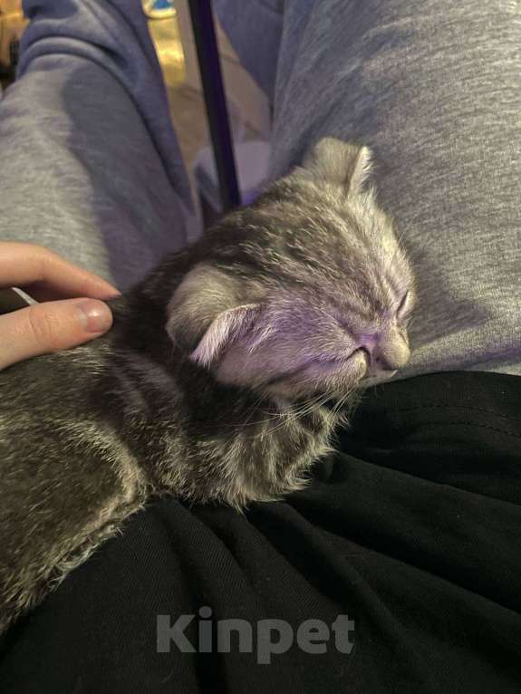 Кошки в Тюмени: коты Мальчик, Бесплатно - фото 1