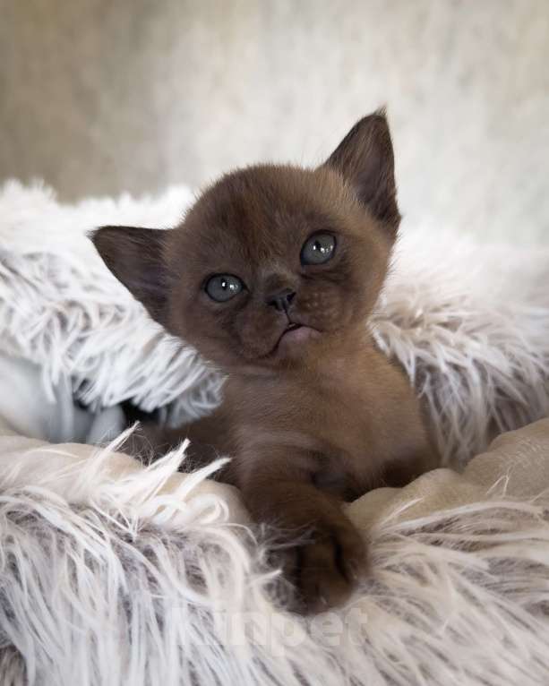 Кошки в Санкт-Петербурге: Бурма девочка из питомника бурм в С-ПБ BURHOUSE Девочка, 90 руб. - фото 5