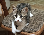 Кошки в Новороссийске: Котёнок в добрые руки Девочка, Бесплатно - фото 1