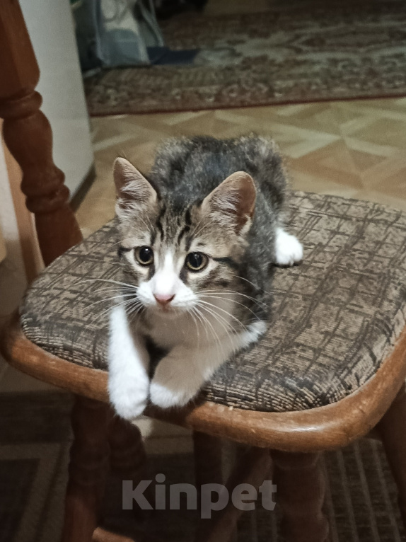 Кошки в Новороссийске: Котёнок в добрые руки Девочка, Бесплатно - фото 1