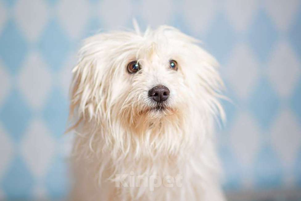 Собаки в Москве: Белая болонка Бэкки в добрые руки Девочка, 1 руб. - фото 2