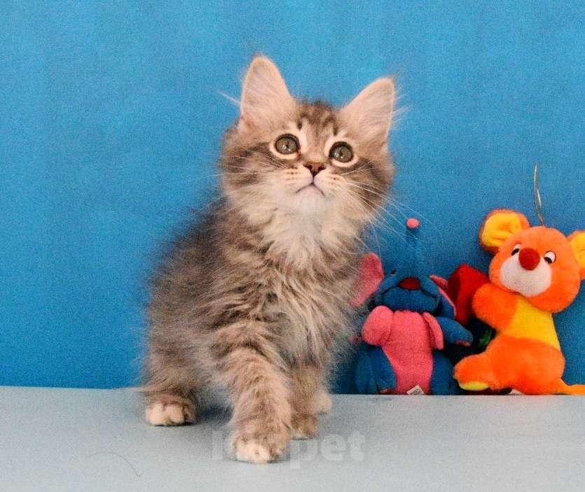 Кошки в Москве: Сибирский котик Паркер Мальчик, Бесплатно - фото 7