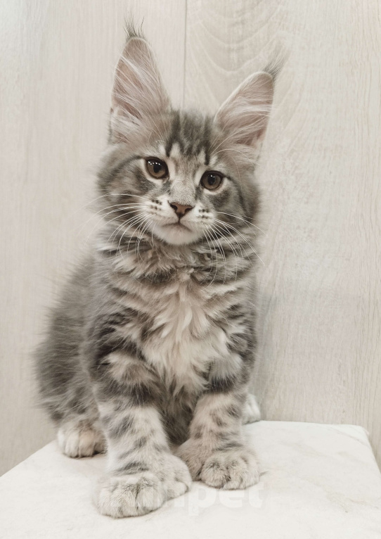 Кошки в Красноярске: Евита полидакт Девочка, 70 000 руб. - фото 1