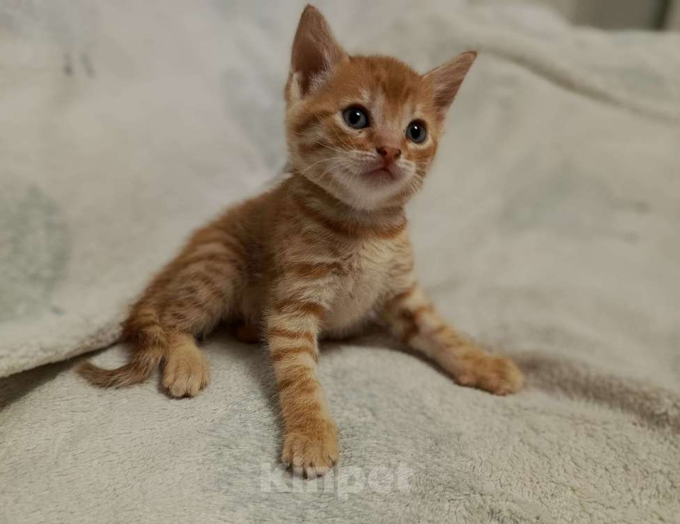 Кошки в Новосибирске: Кошечки и котики Мальчик, Бесплатно - фото 2