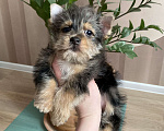 Собаки в Москве: Крупный йорк мраморный мальчик весёлый Мальчик, 50 000 руб. - фото 5