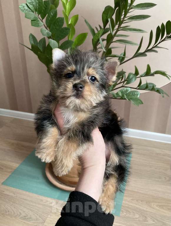 Собаки в Москве: Крупный йорк мраморный мальчик весёлый Мальчик, 50 000 руб. - фото 5