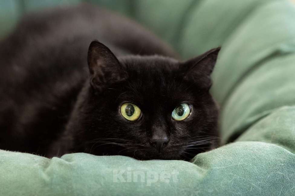 Кошки в Москве: Кошка Мисс Холодец в добрые руки Девочка, Бесплатно - фото 4