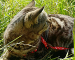 Кошки в Казани: Шотландский кот, 1 000 руб. - фото 7