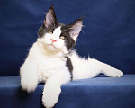 Кошки в Ливны: Котёнок Мейн кун, 50 000 руб. - фото 5