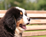 Собаки в Челябинске: Щенки  породы Бернский зенненхунд Мальчик, 50 000 руб. - фото 2