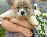 Собаки в Самаре: Щенки Вельш Корги Пемброк  Мальчик, 60 000 руб. - фото 3