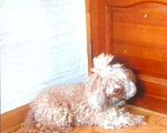 Собаки в Краснодаре: Потерялась маленькая рыжая собачка !  Девочка, 5 000 руб. - фото 1
