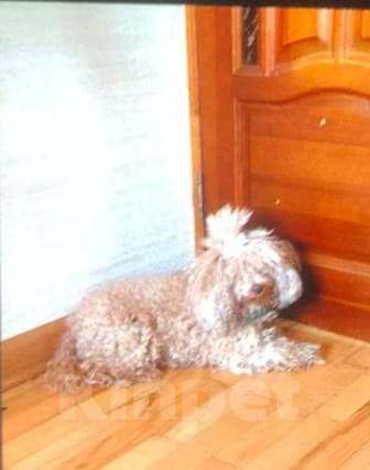 Собаки в Краснодаре: Потерялась маленькая рыжая собачка !  Девочка, 5 000 руб. - фото 1
