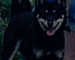 Собаки в Балашихе: НайденНа территории днт Рассвет в мкр Саввино г. Железнодорожный найден кобель, Мальчик, Бесплатно - фото 1