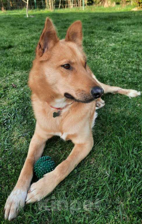 Собаки в других городах Московской области: Собака в добрые руки Мальчик, Бесплатно - фото 4