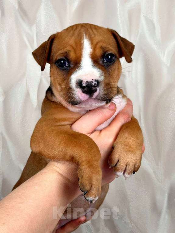 Собаки в Москве: Очаровательная малышка амстаффа  Девочка, 35 000 руб. - фото 4