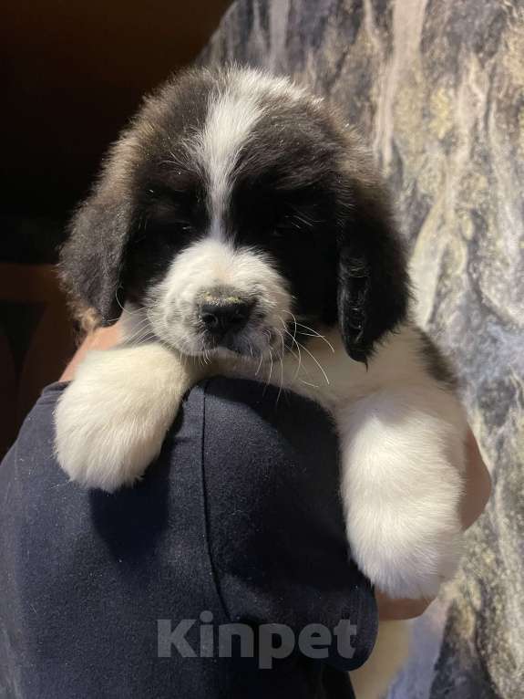 Собаки в Воронеже: Щенки Московской сторожевой Разнополые, Бесплатно - фото 2