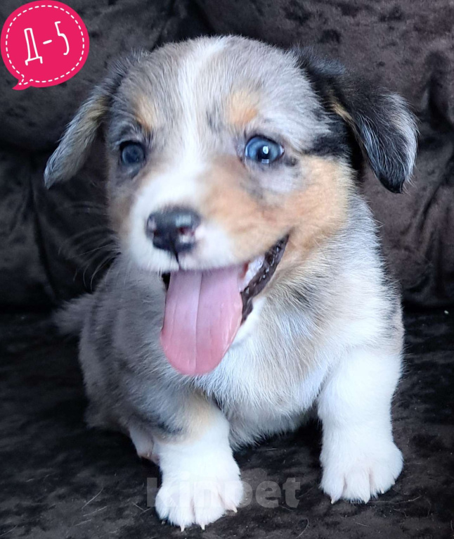 Собаки в Москве: Девочка вельш-корги кардиган Девочка, 55 000 руб. - фото 1