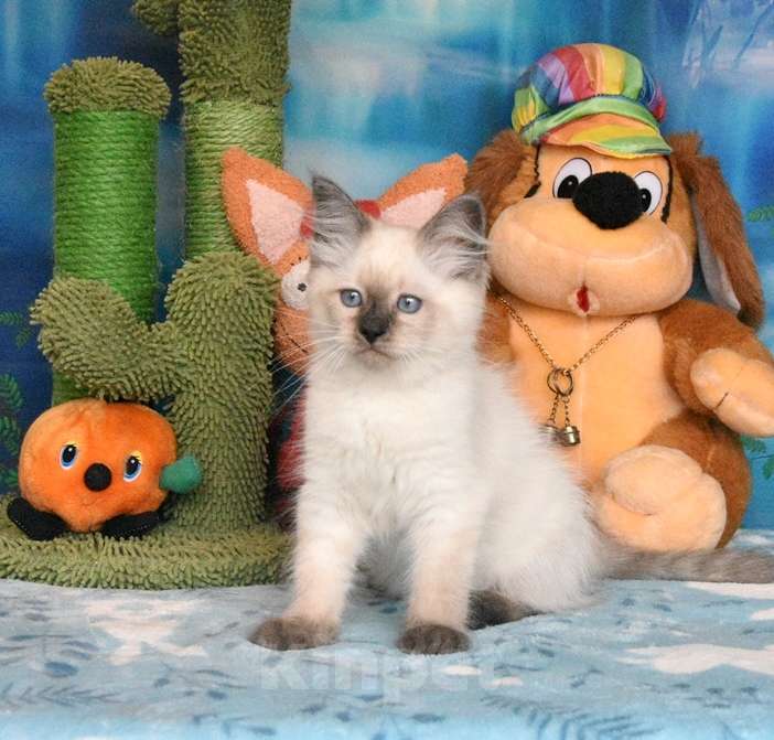 Кошки в Москве: Невские маскарадные котики яркого окраса. Мальчик, 45 000 руб. - фото 3