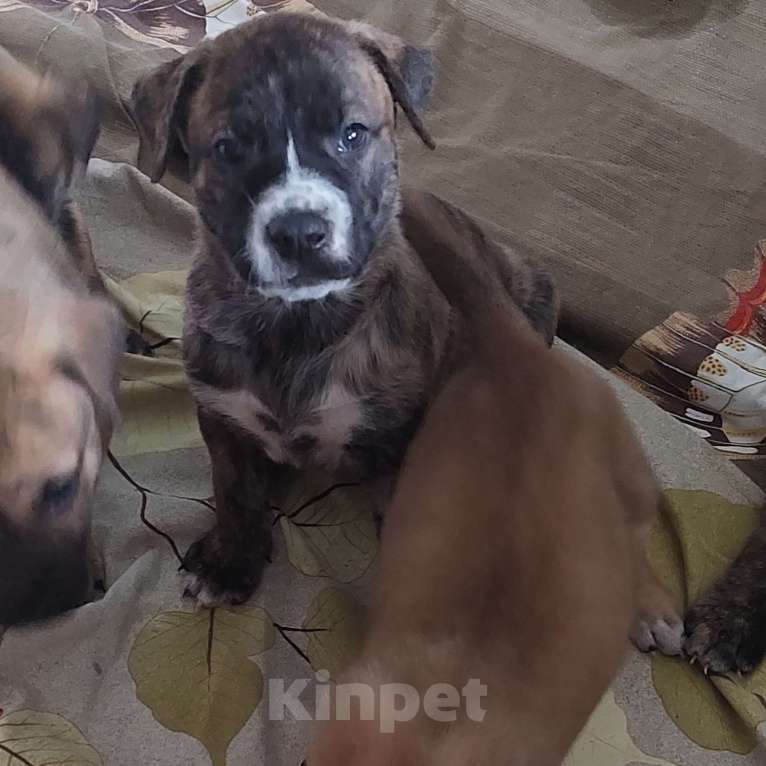 Собаки в Саратове: Метисы канарского дога Мальчик, 5 000 руб. - фото 1