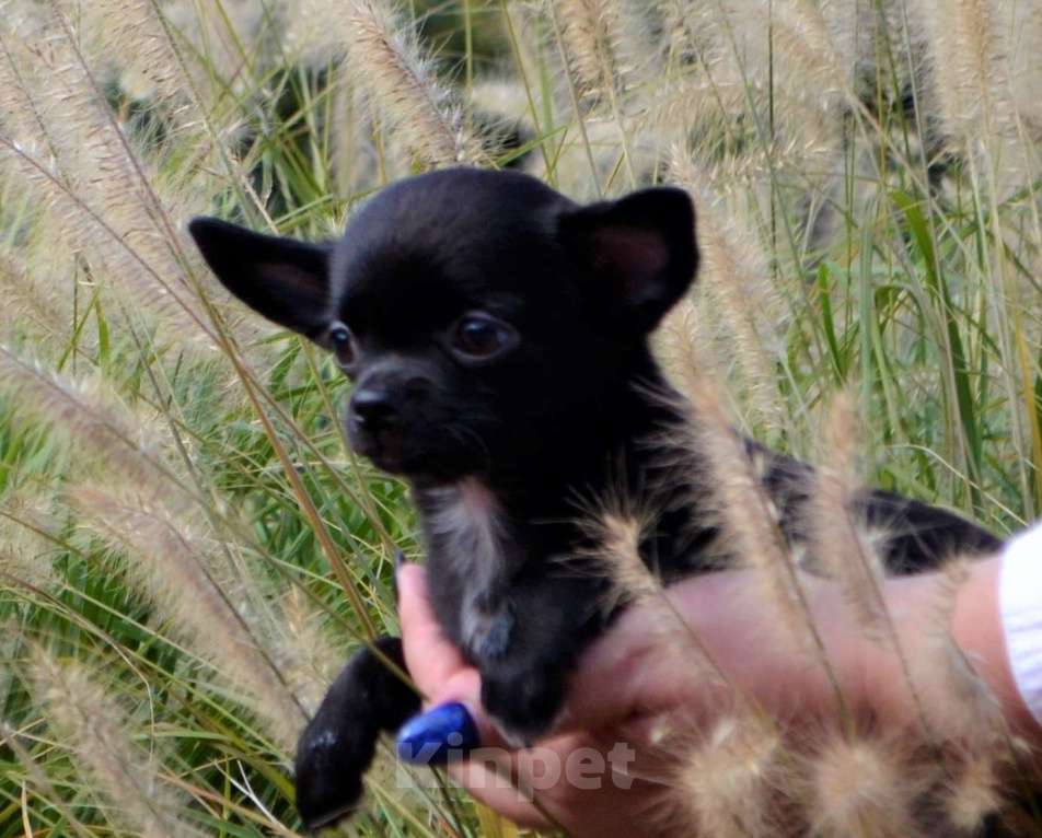 Собаки в Ялте: Щенки чихуахуа Мальчик, 25 руб. - фото 1