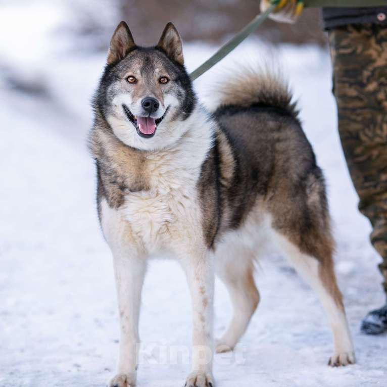 Собаки в Москве: Весёлый, активный породистый Лайк оказался в приюте и ждёт свою семью Мальчик, Бесплатно - фото 5
