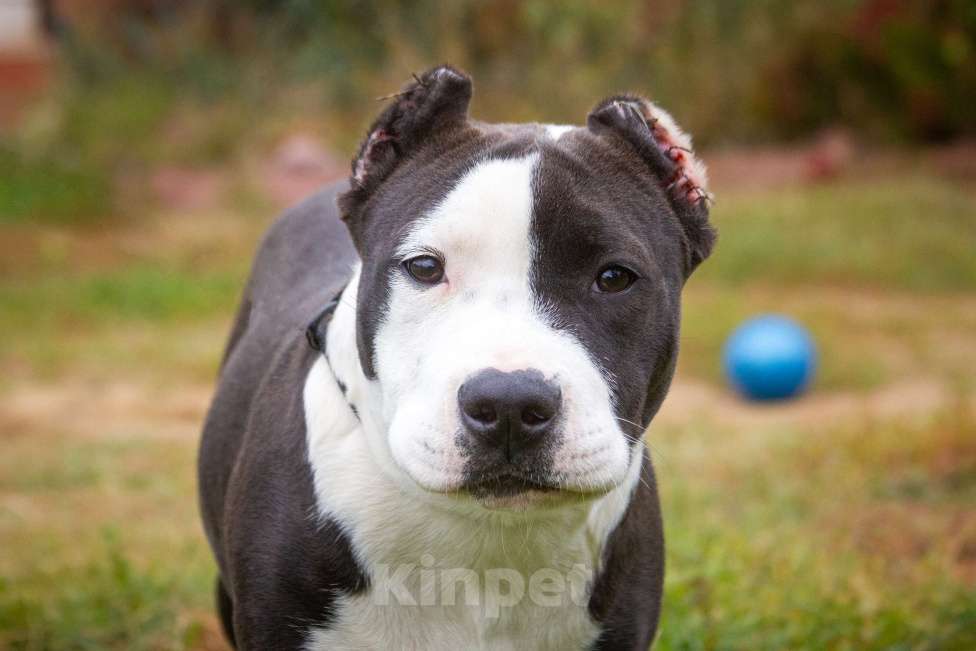 Собаки в других городах Московской области: Американский Булли XL Девочка, 50 000 руб. - фото 2