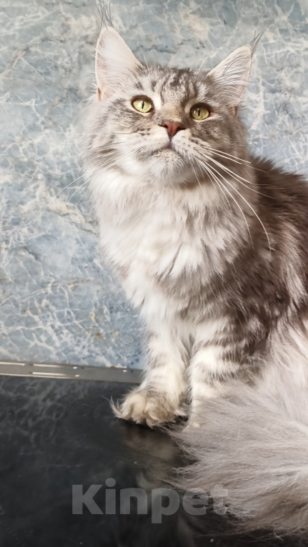Кошки в Москве: Котёнок Мейн-кун Девочка Девочка, 30 000 руб. - фото 7