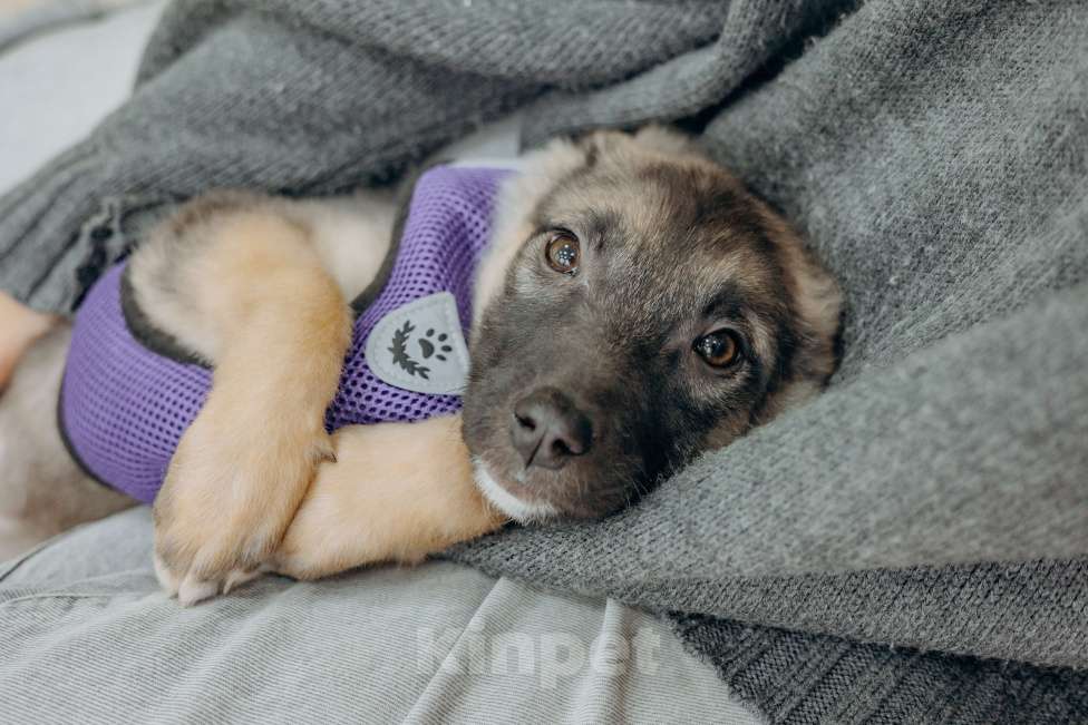 Собаки в Москве: Щенок девочка из приюта ищет дом Девочка, Бесплатно - фото 5