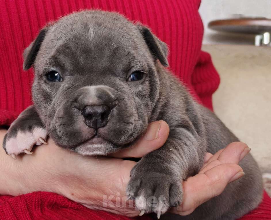 Собаки в Саратове: Ам булли покет мальчики Мальчик, Бесплатно - фото 5