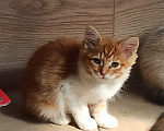 Кошки в Калуге: Котёнок Мальчик, Бесплатно - фото 2