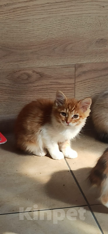 Кошки в Калуге: Котёнок Мальчик, Бесплатно - фото 2