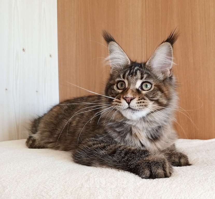 Кошки в Владимире: Рошель - кошка черепашка Девочка, 50 000 руб. - фото 1