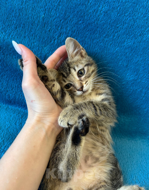 Кошки в Санкт-Петербурге: 🐾 Три маленьких сердца ищут свой дом Мальчик, Бесплатно - фото 7