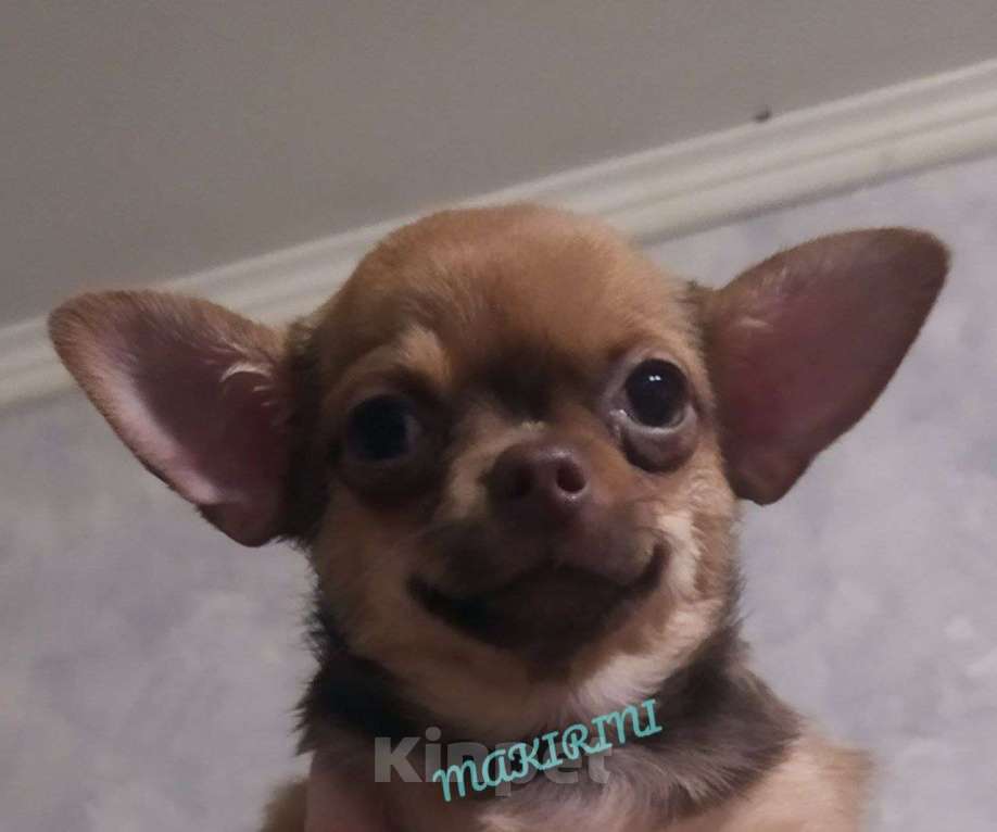 Собаки в Клине: Дунаша ищем «маму» Девочка, 15 000 руб. - фото 1