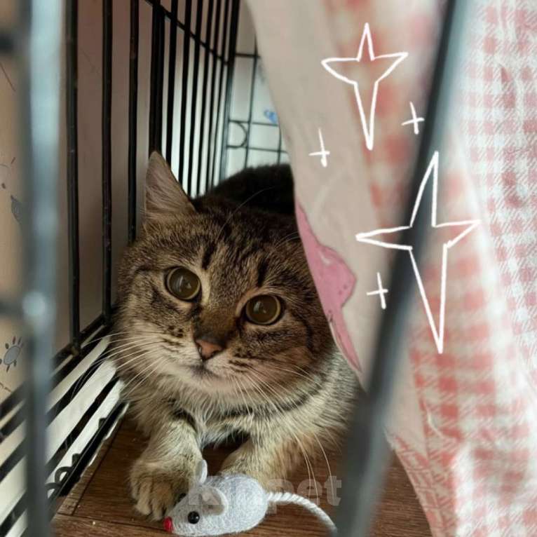 Кошки в Санкт-Петербурге: Кошка в добрые руки Девочка, Бесплатно - фото 3