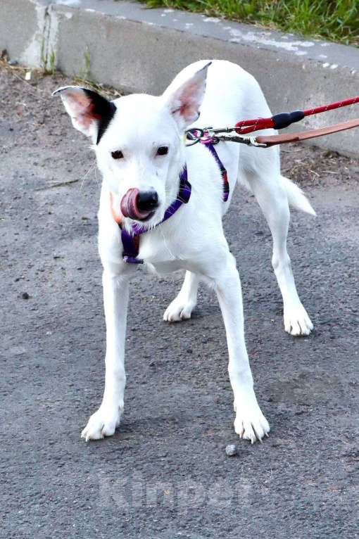 Собаки в Санкт-Петербурге: Красивая собачка ищет дом Девочка, Бесплатно - фото 2