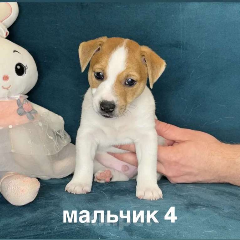 Собаки в других городах Ленинградской области: Мальчик Мальчик, 25 000 руб. - фото 1