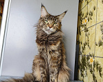 Кошки в Москве: Котёнок Мейн-кун Девочка Девочка, 30 000 руб. - фото 8