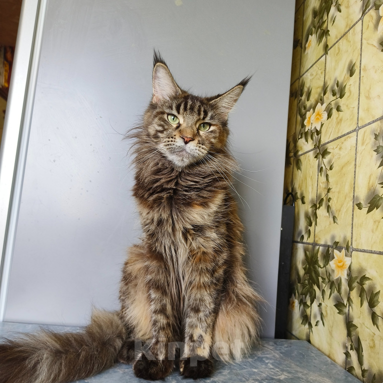 Кошки в Москве: Котёнок Мейн-кун Девочка Девочка, 30 000 руб. - фото 8