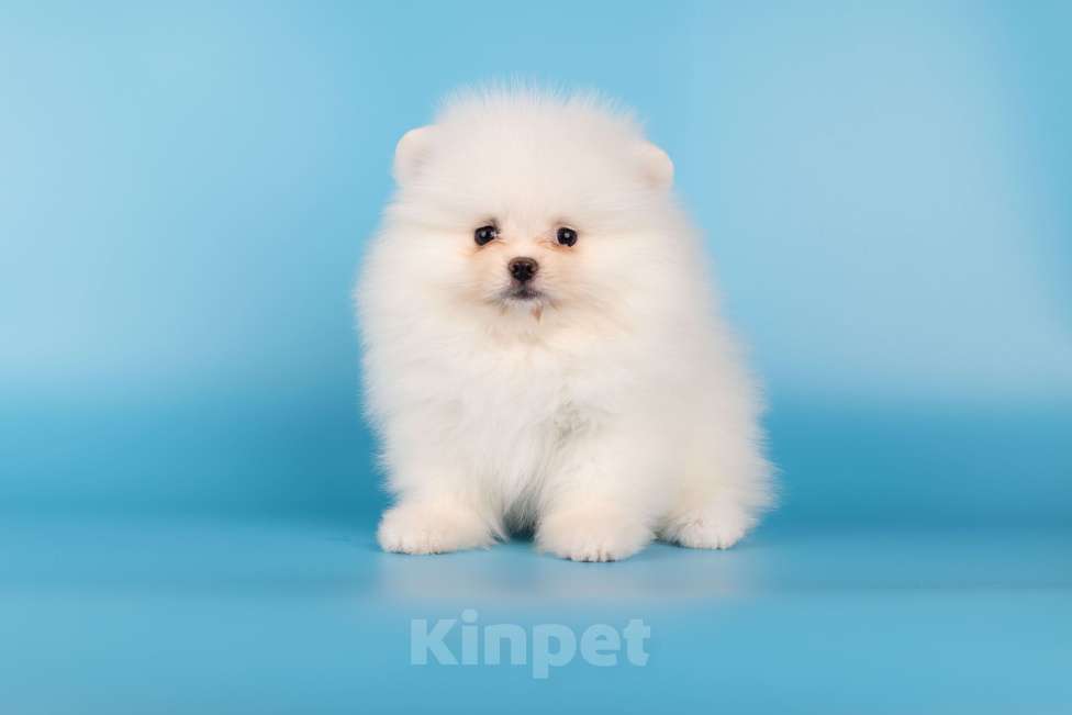 Собаки в Москве: Померанский той шпиц белого окраса Девочка, 45 000 руб. - фото 2